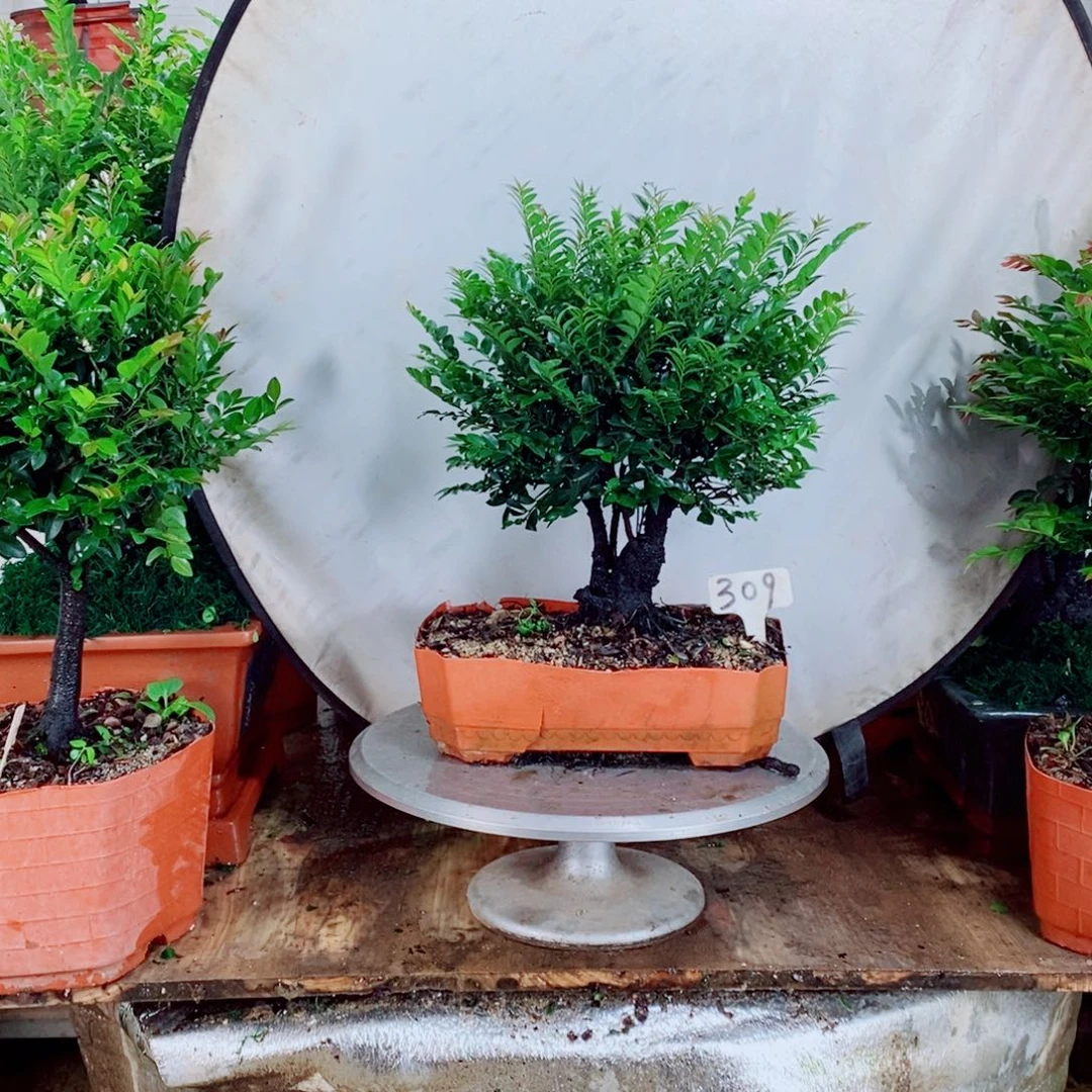 倾***音完全开放309编号紫檀