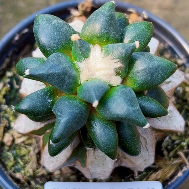 无花朵系****?福利苗接牡丹956