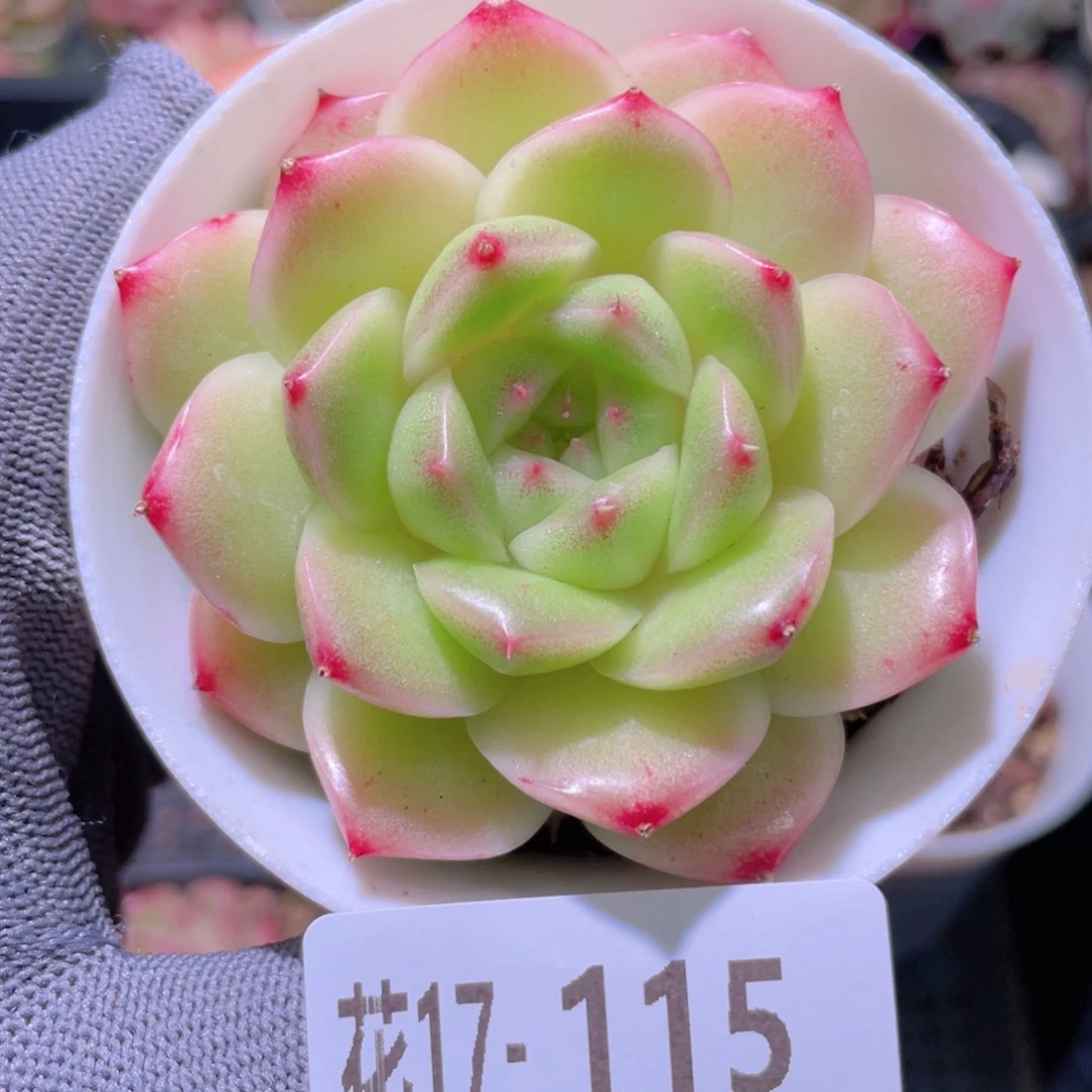 花利美17-115麦秆