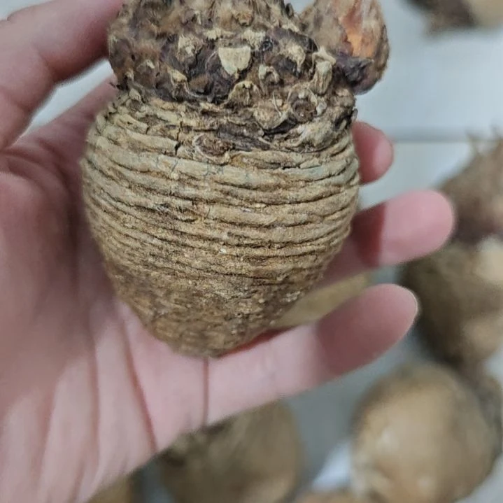 一物一拍，三头银叶多肉