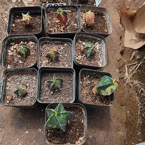 1****呀12颗鸾锦实生