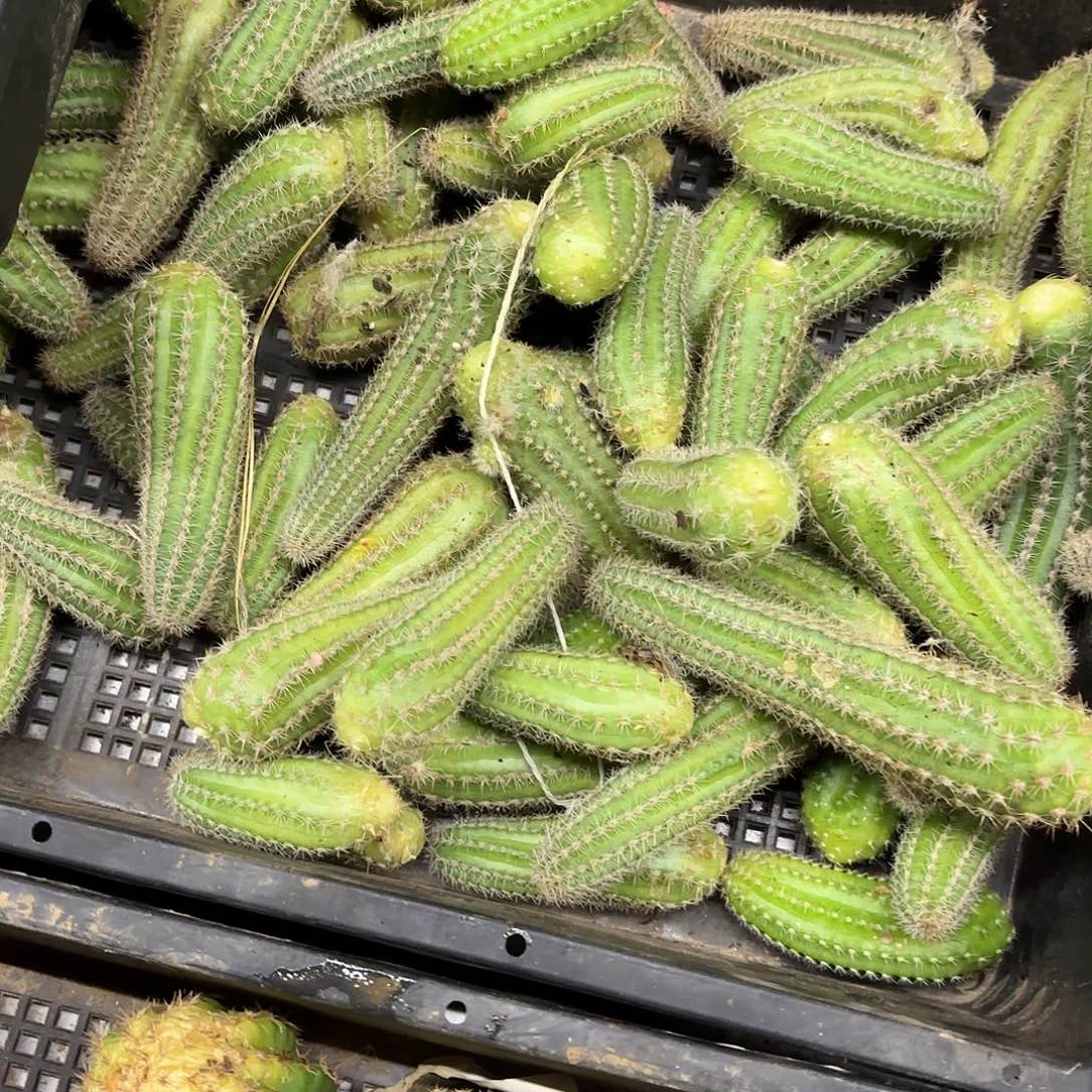 白檀4颗颜色侧牙20包邮仙人球瑕