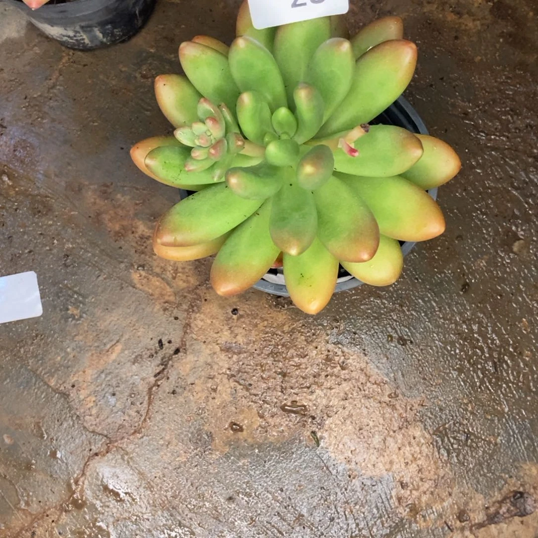 木***森384号 一物一拍 一物一拍