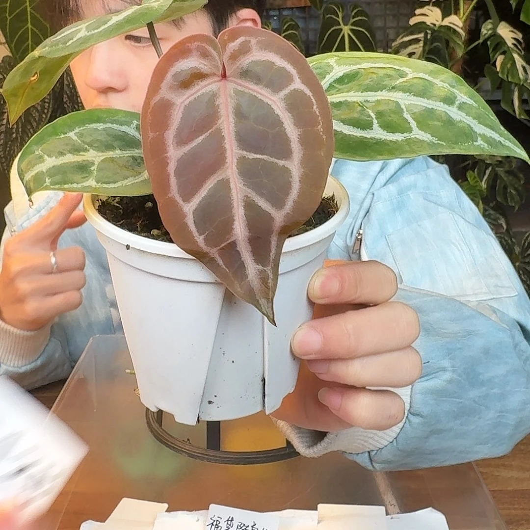 完全开放C128红水晶杂小钻石