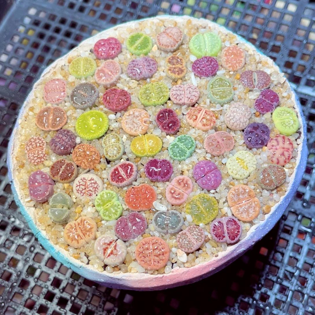 猫*妮626生石花带盆发