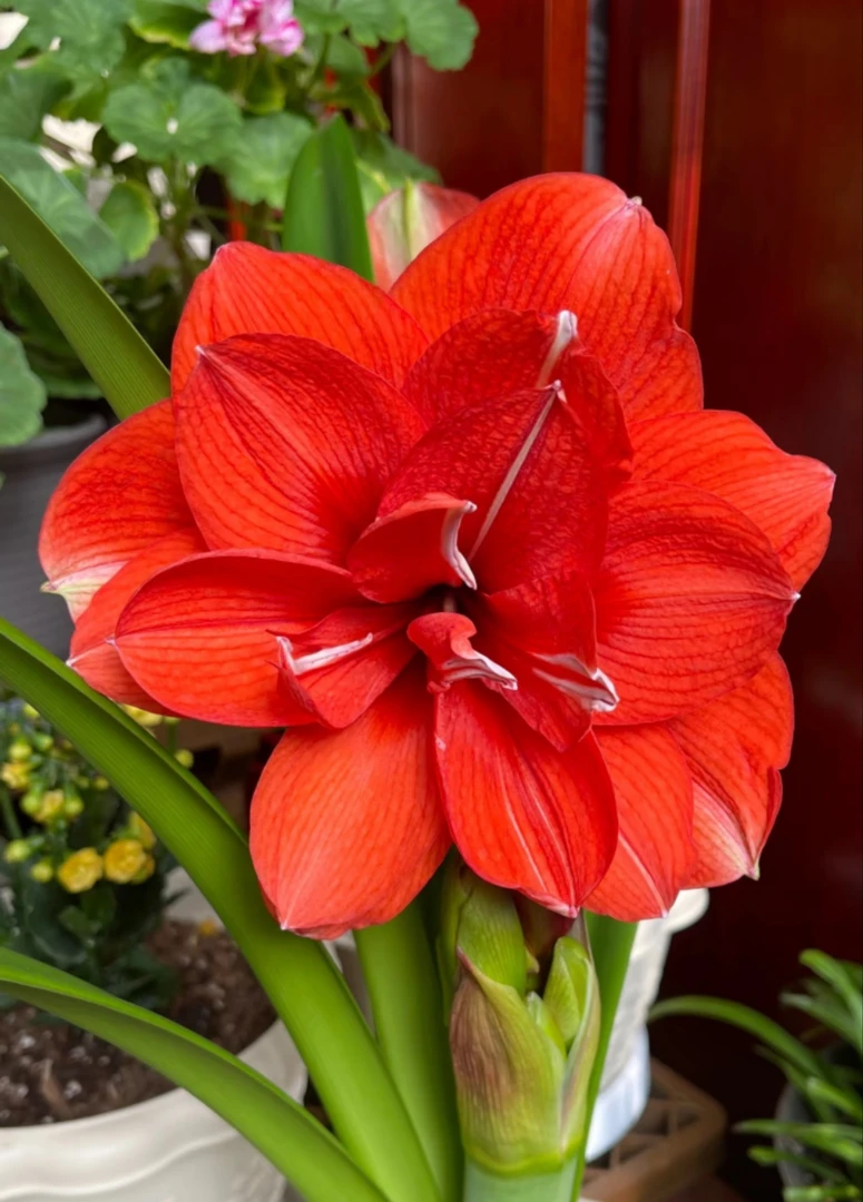 【蒂卡魔法】秘鲁进口朱顶红种球重瓣橘红色多年生大花阳台新手好养