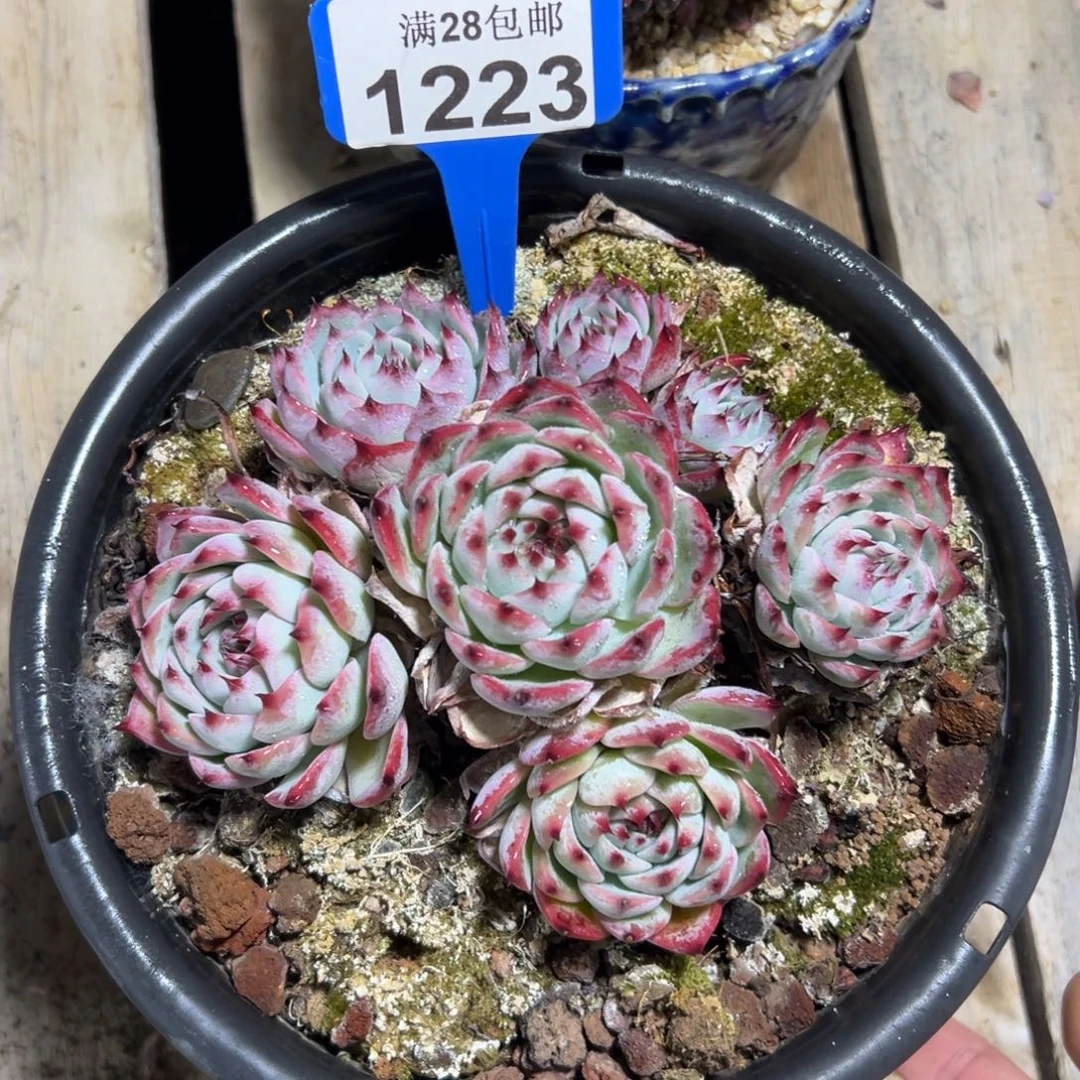 1223吉娃娃，冠服16