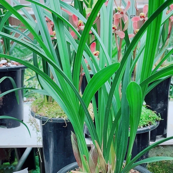 老***花完全开放一物一漂亮