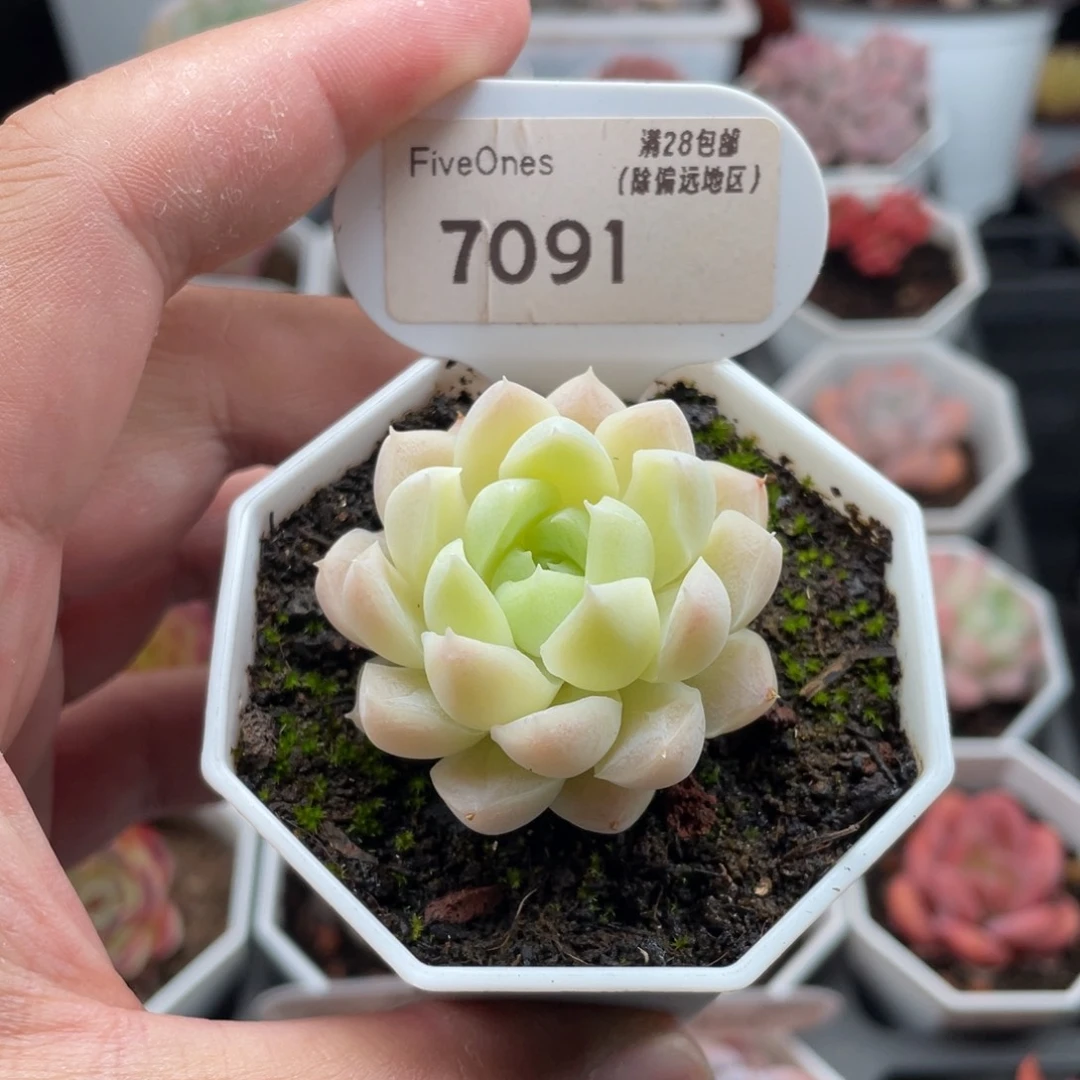 白月影7091-4厘米