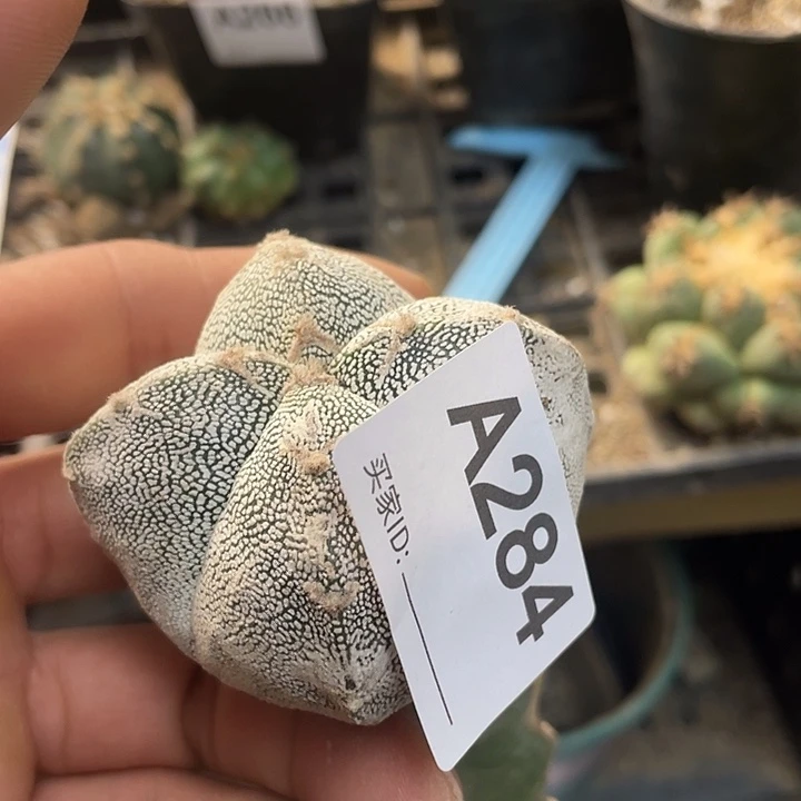 恩中284号仙人球一颗