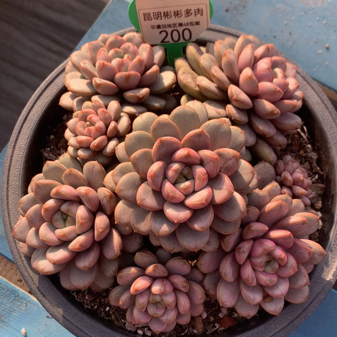 葡萄老桩无砍200