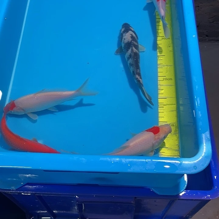 锦鲤纯种血统锦鲤观赏鱼