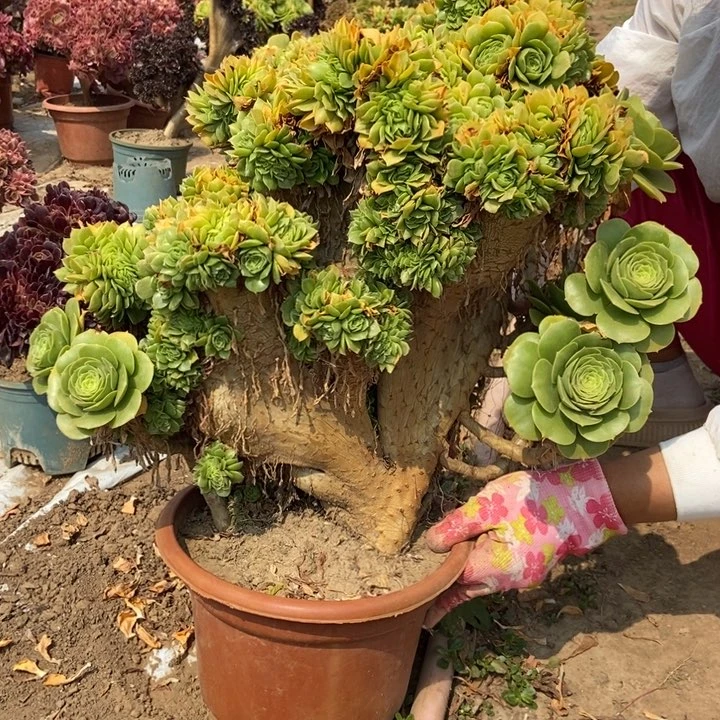 当***人817绿羊绒缀化老桩