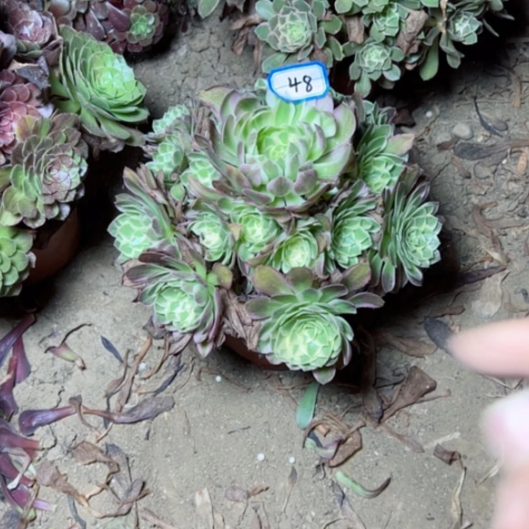 【闪购商品】多肉植物海王48