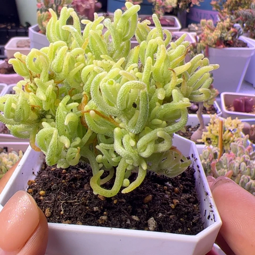 多肉植物枝干荧光兔白锦