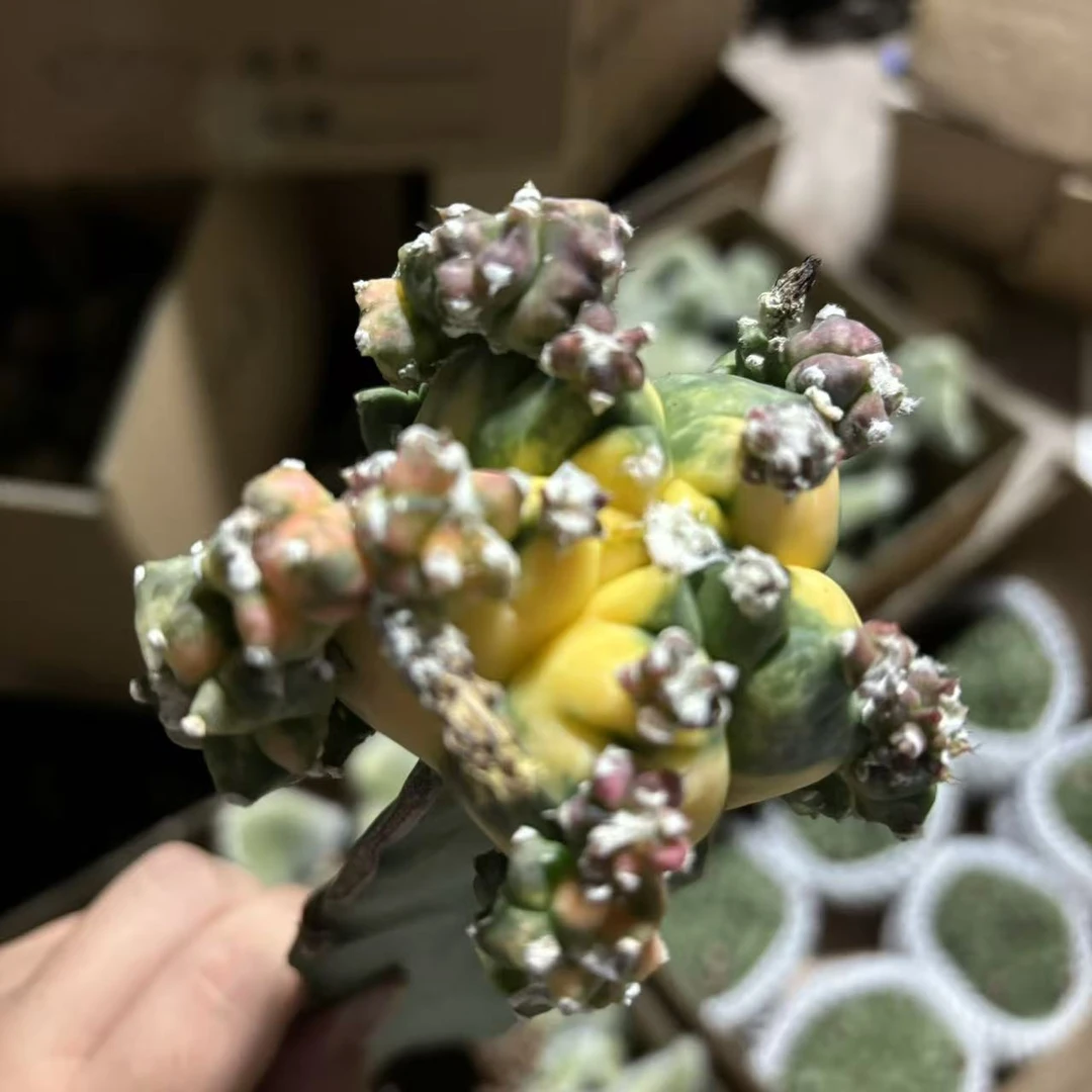 龟甲鸾凤玉锦   仙人球夏型种绿植盆栽桌面阳台