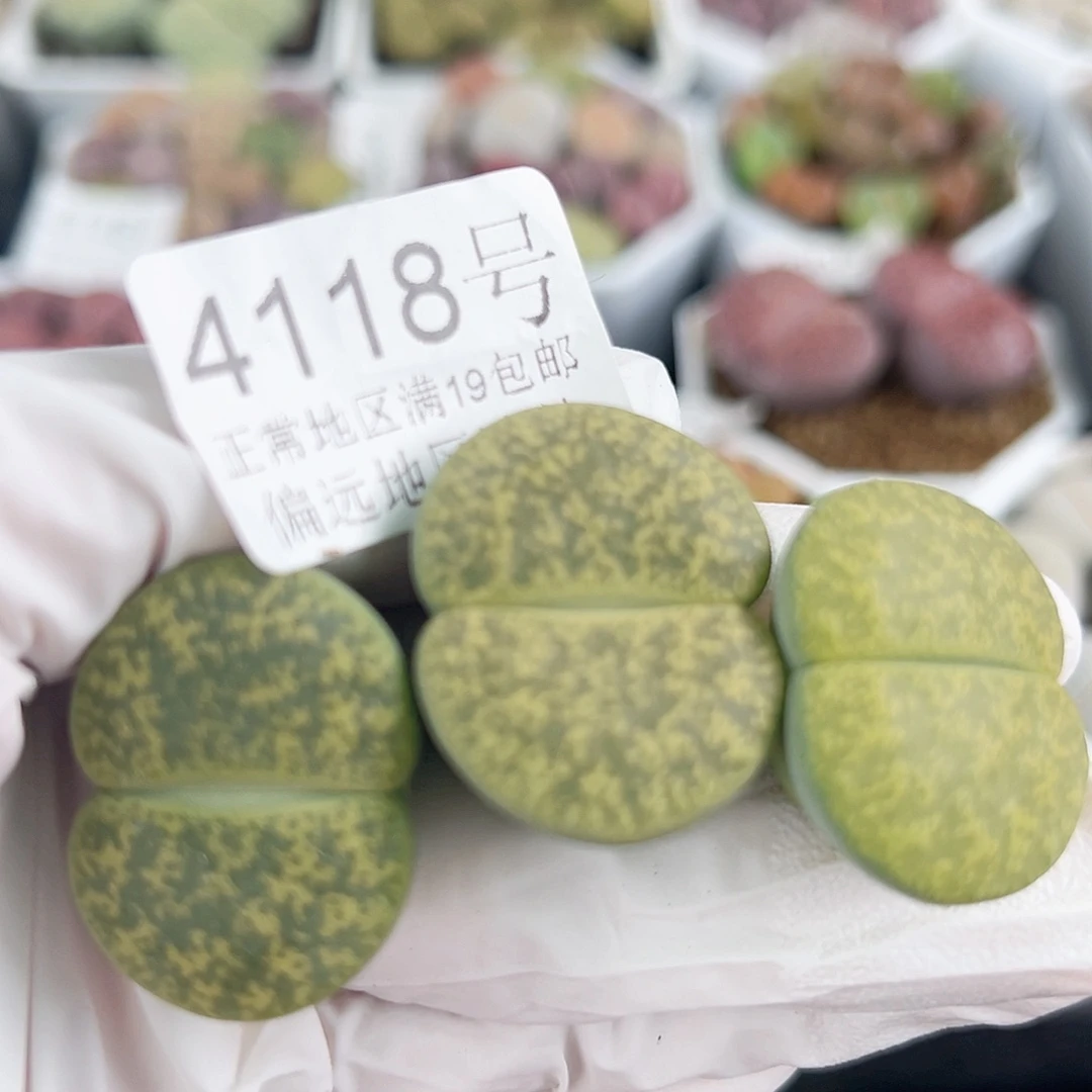 4118五年绿紫熏大单头3个2.5cm左右