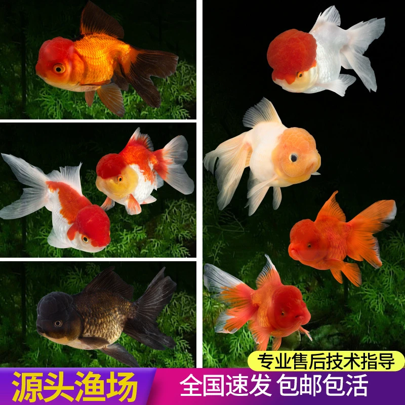 鸿运当头淡水鱼鹤顶红金鱼丹顶泰狮古法养鱼水草套餐