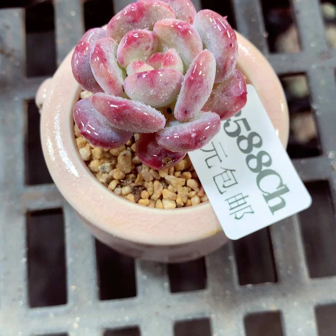 5厘米盆精控多肉2588