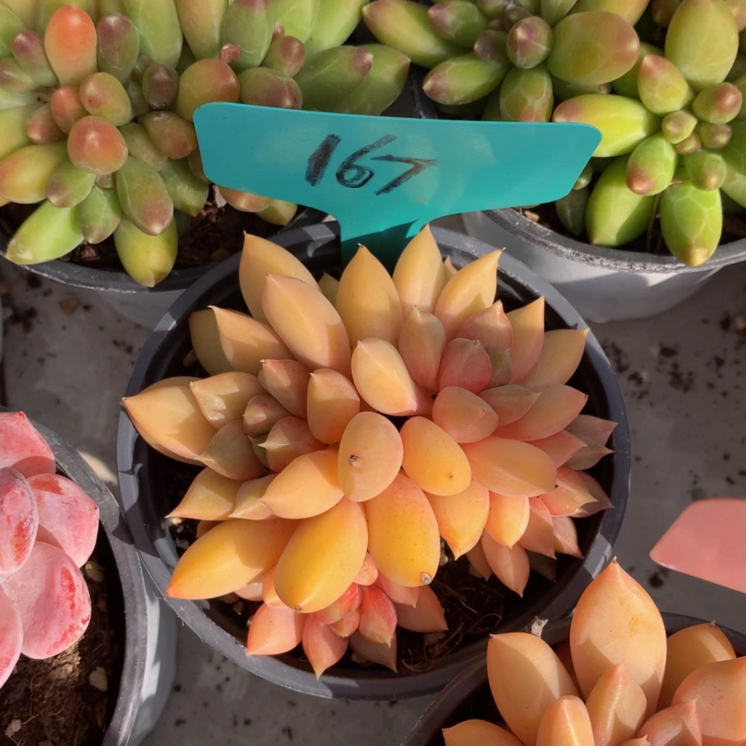 红象牙62626272777