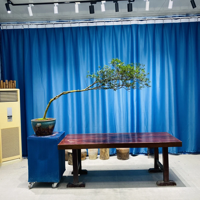 晌往I海岛老桩栀子花意境美观造型盆景含盆高140冠210盆栽绿植