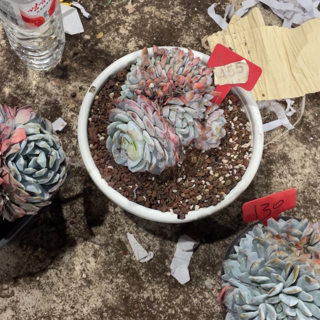 明***！星影缀化多头群生455