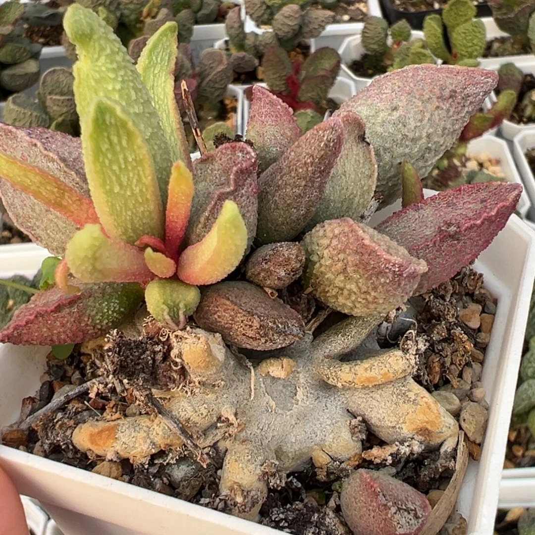 粉红猪肝老桩多肉植物水泡多肉植物