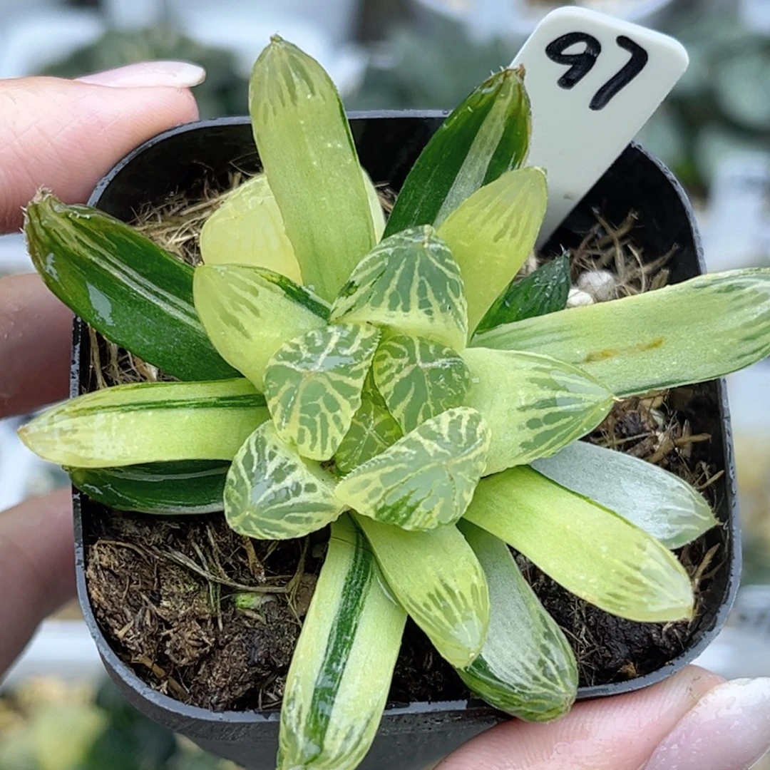 97糊斑胭脂玉露锦福利专场