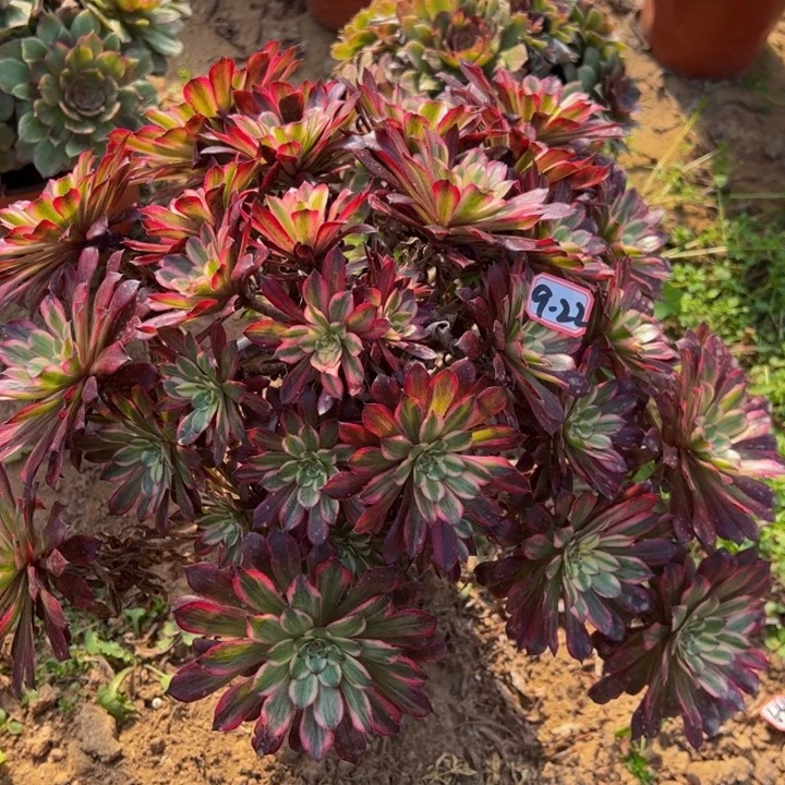 雪肌多肉植物9-22