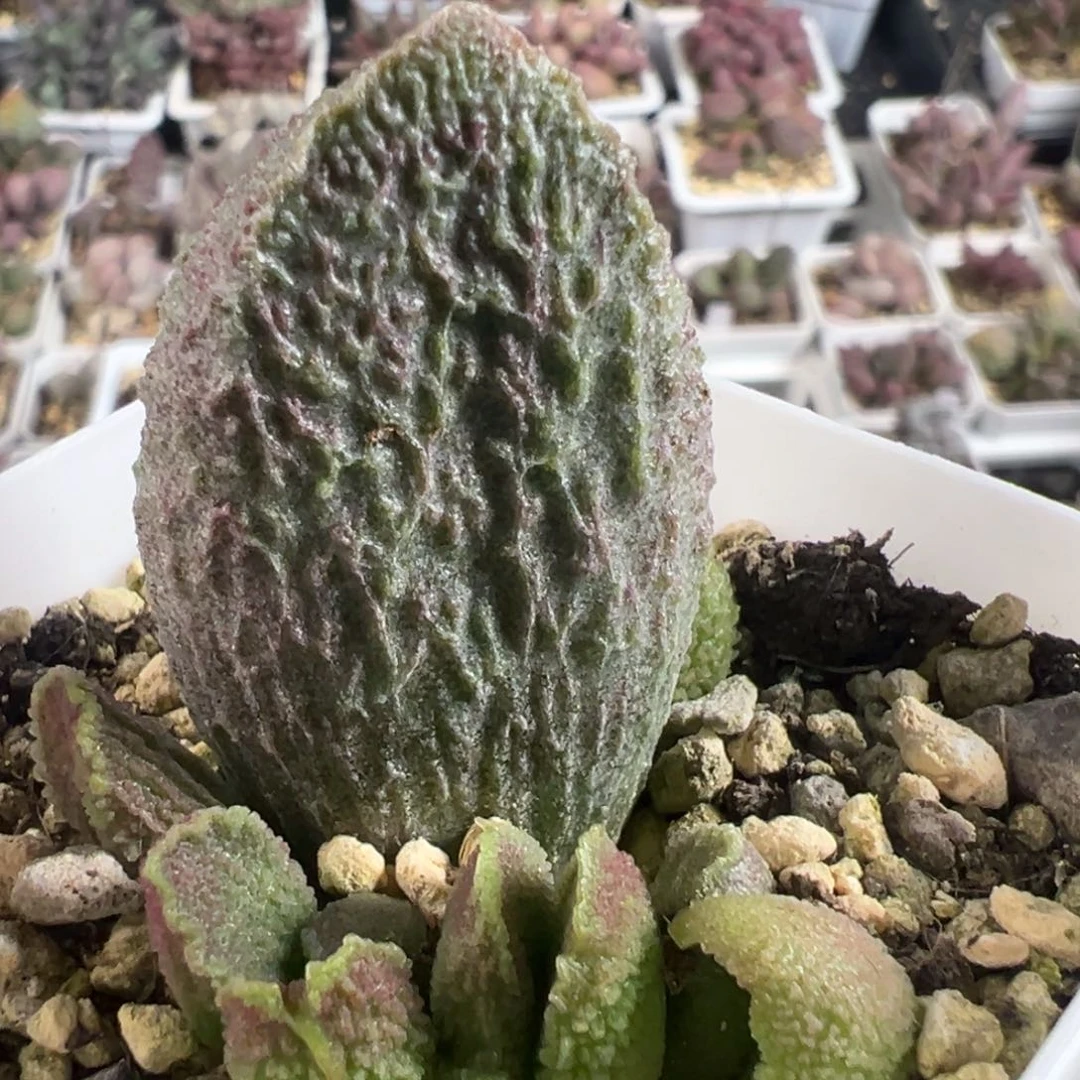 实生新品大苗多肉植物水泡