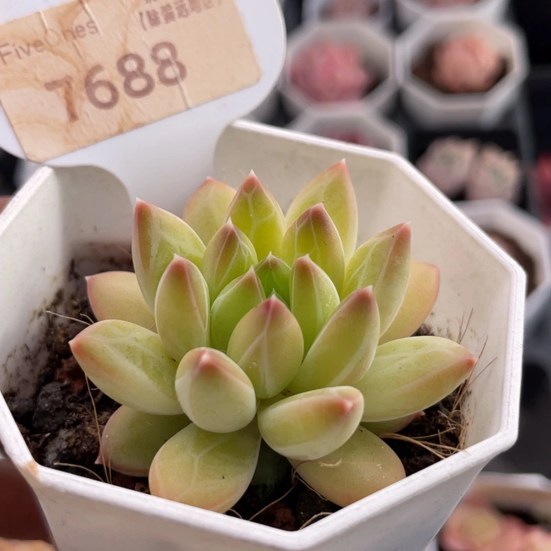 甲骨文7688-4.5厘米
