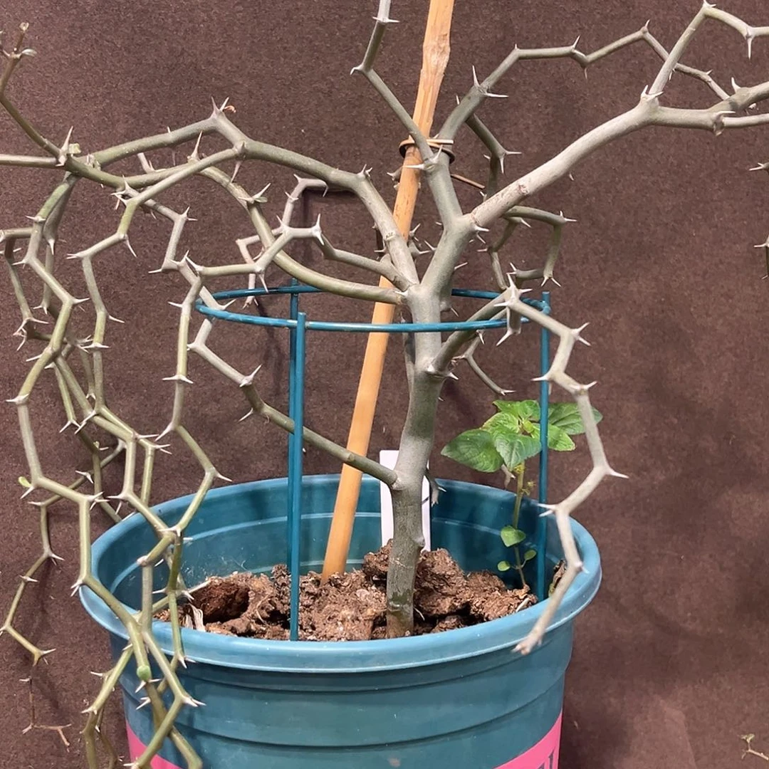 常***師潮流植物 潮流植物A38