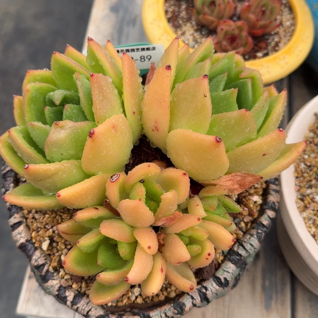 从前慢多肉精选编号1008.89