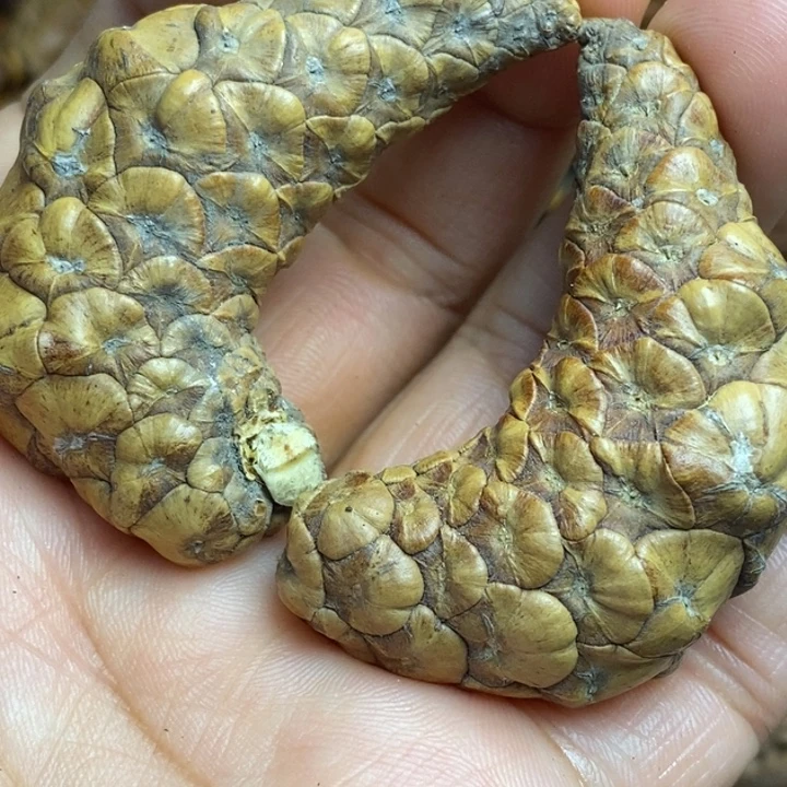 文玩核桃吊坠娜姐6