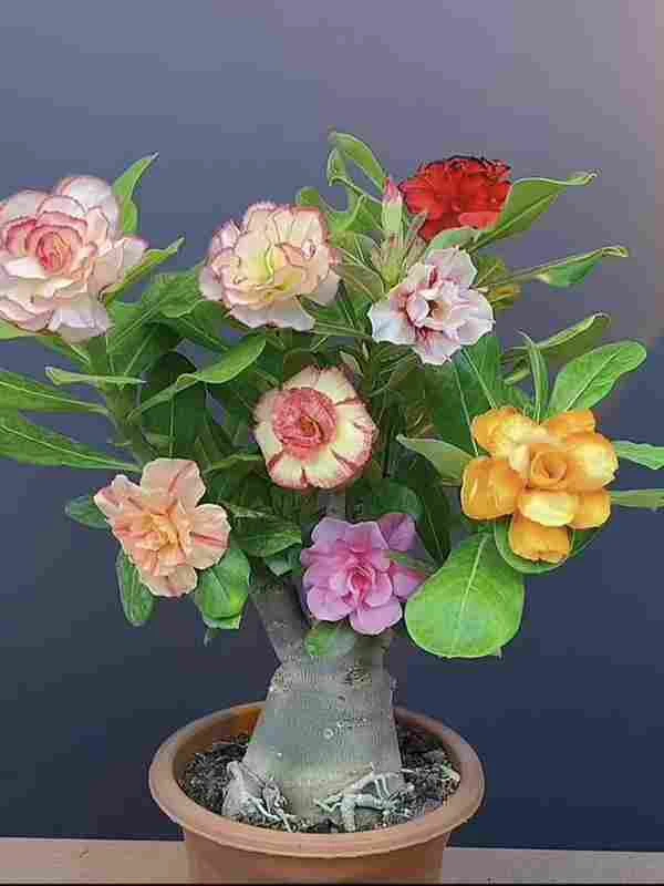 6年 沙漠玫瑰盆栽花卉绿植室内阳台庭院花卉