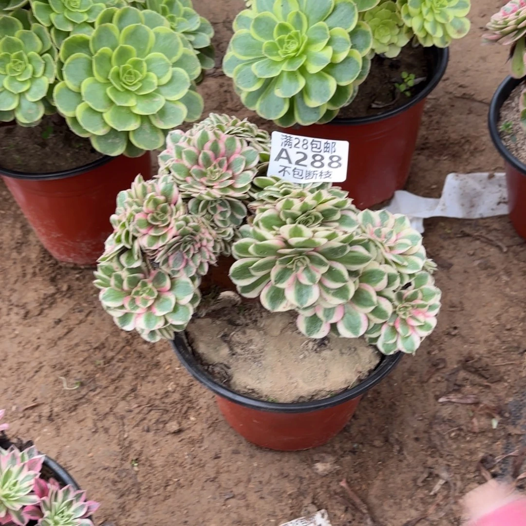 M. 288倾城缀多肉有瑕疵