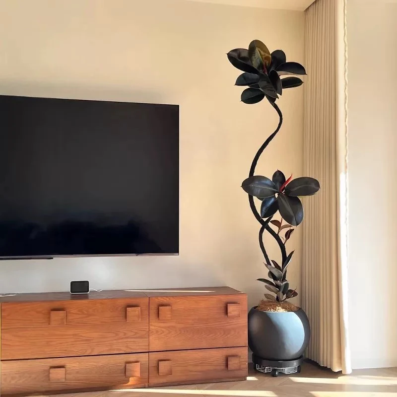 黑金刚橡皮树室内大型植物盆栽办公室内客厅四季绿植净化空气