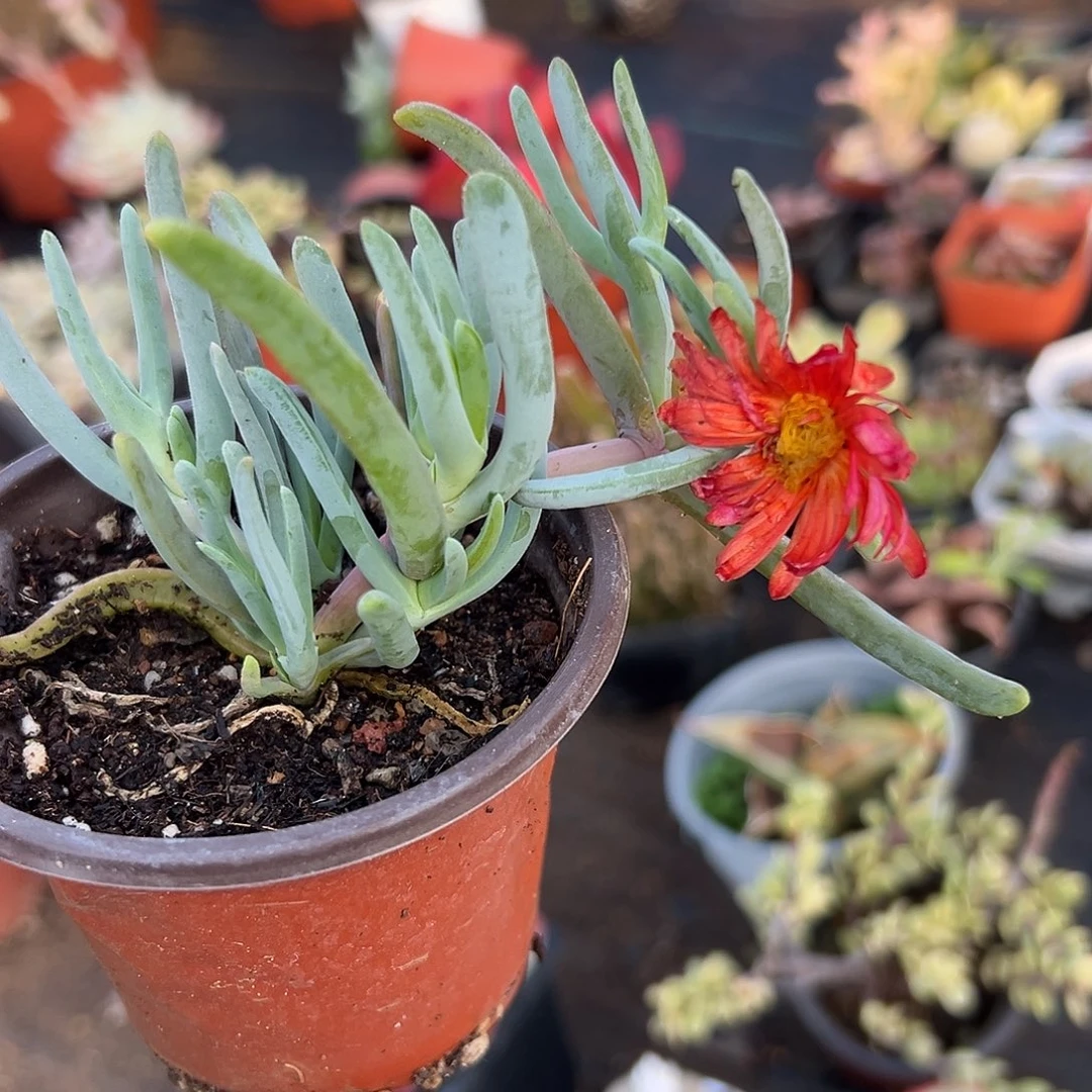多肉植物橙花奔龙