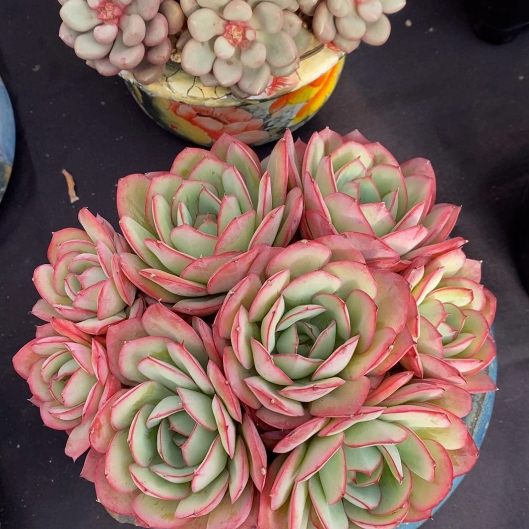 牡丹亭 一物一拍