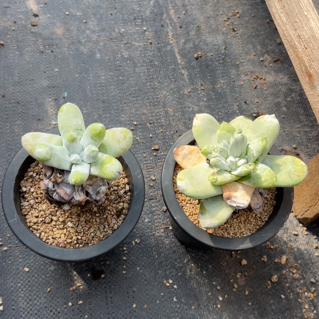 鸑***）谢谢宝～两棵野拇指～一物一拍5526