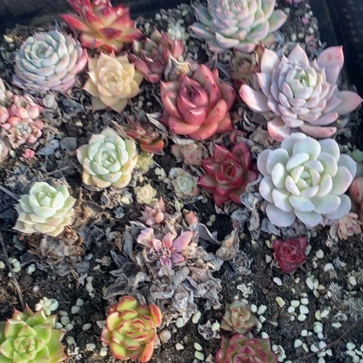 手***5402 多肉植物盆栽花卉