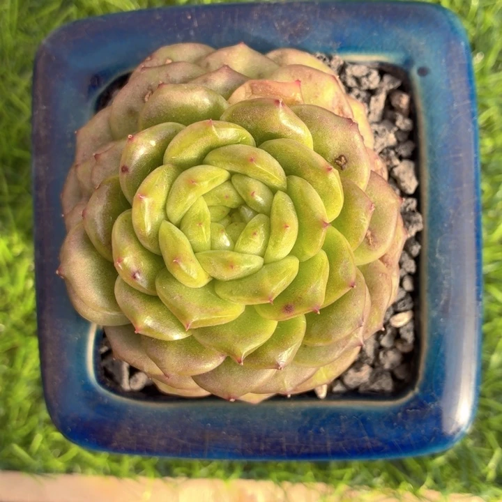 多肉植物 灯泡一物一拍-4