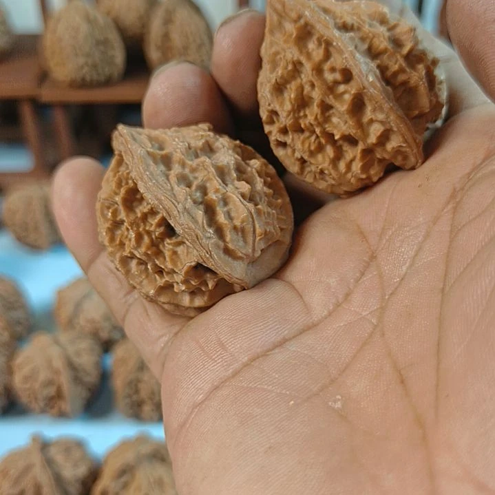 月***呀无花朵野生核桃无花