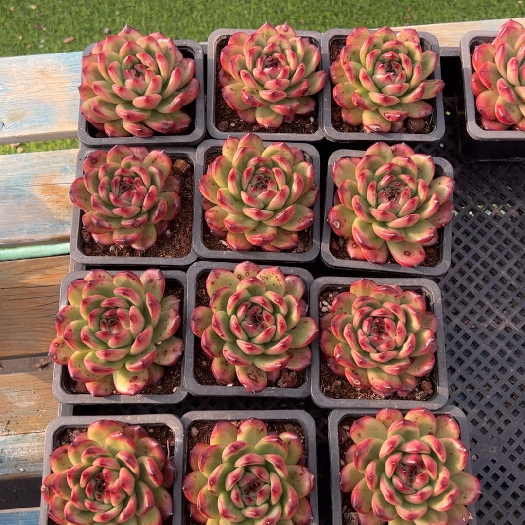 TM，有叶斑，图中任意一颗，尺寸8+