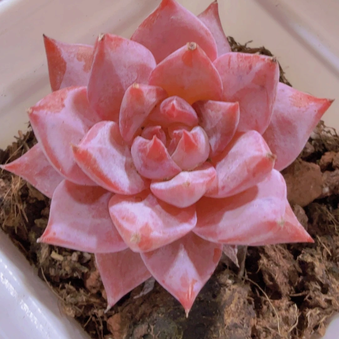 韩版粉蓝鸟一颗多肉