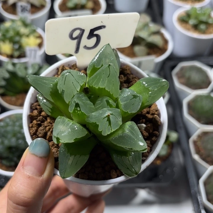 白盘母本冰城多肉植物