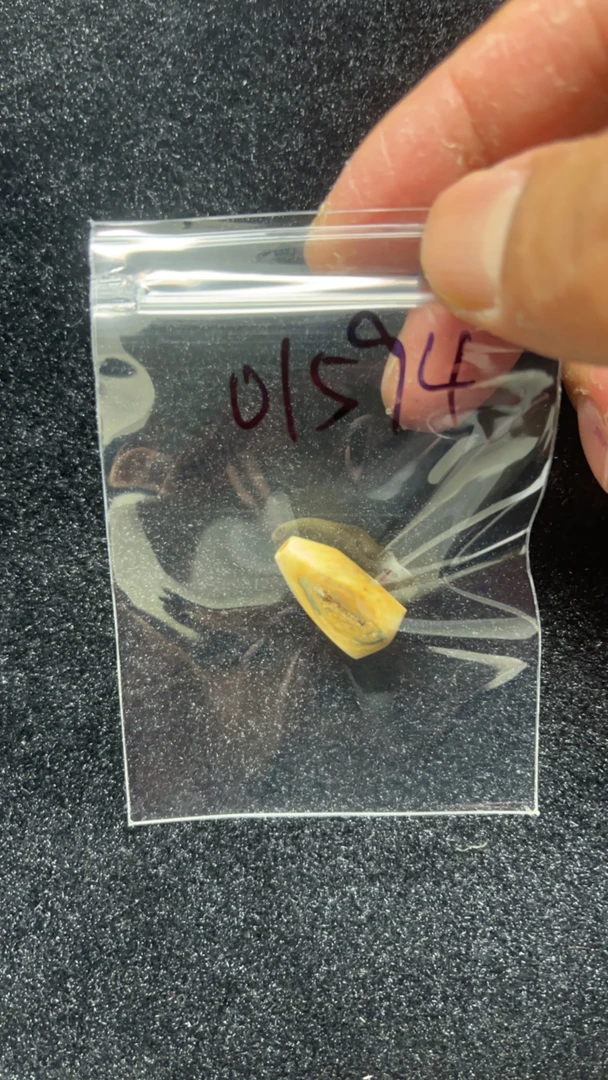 01594猛犸牙鲨鱼背三通配饰