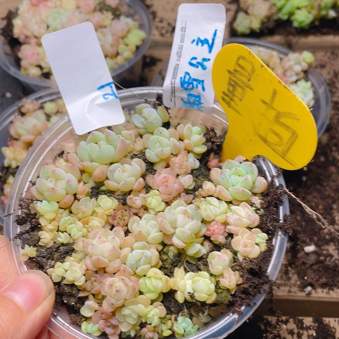 量拍多肉植物多肉植物21