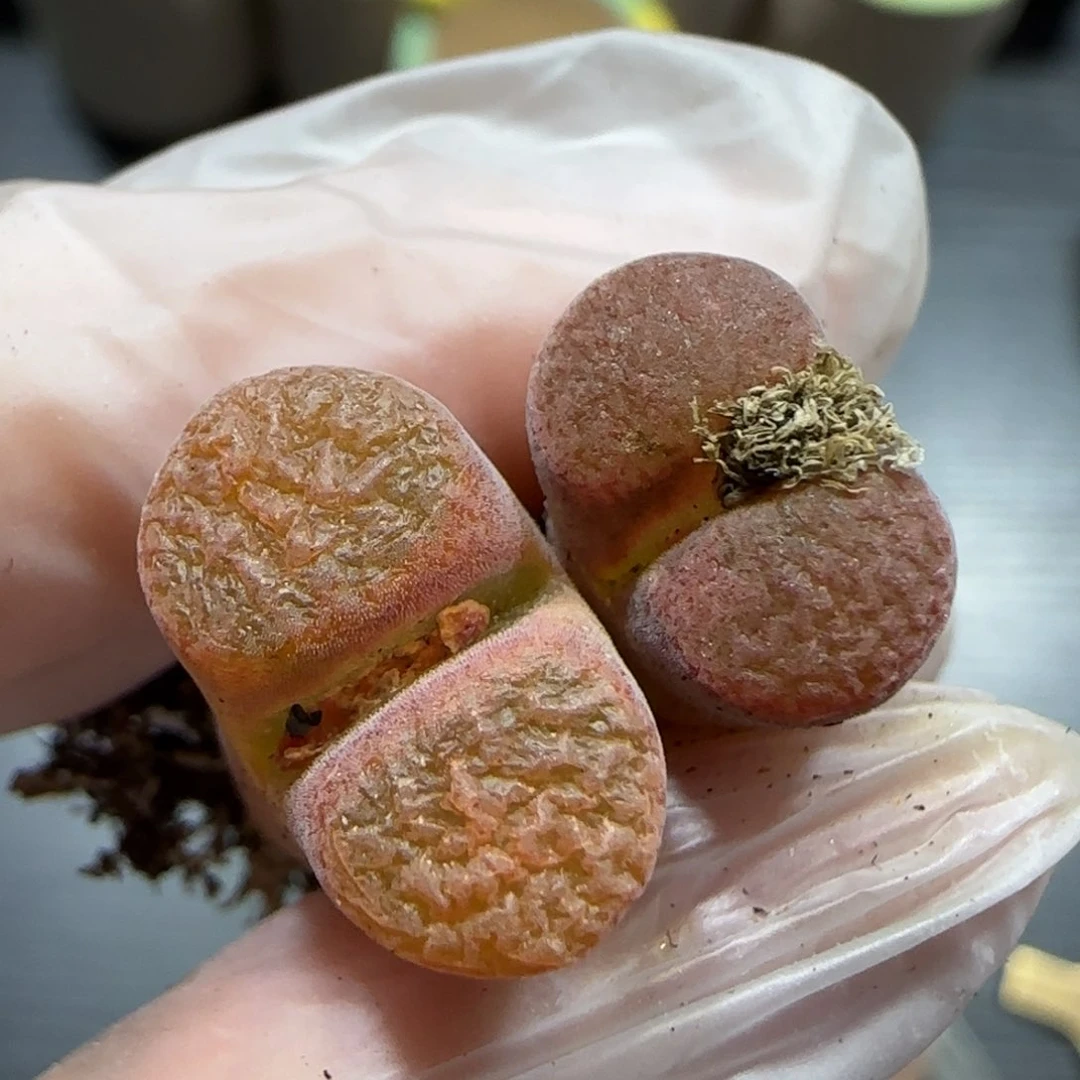 2.11。超级蛋糕风铃*2。5064