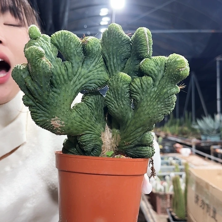 五指山11111111111